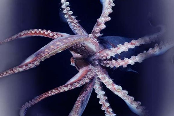 Доступ к kraken через vpn