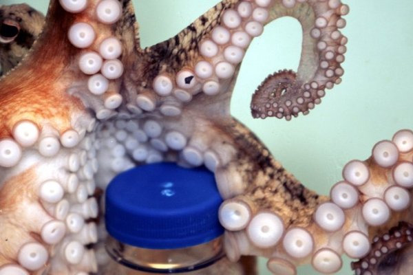 Kraken cc