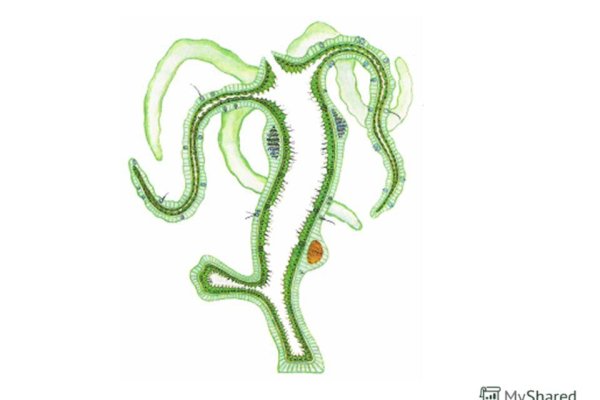 Kraken 24at