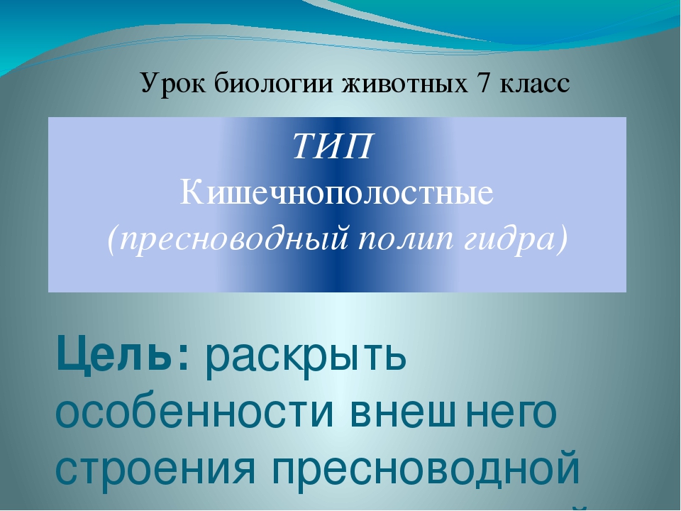 Кракен тор krakendark krakendark link