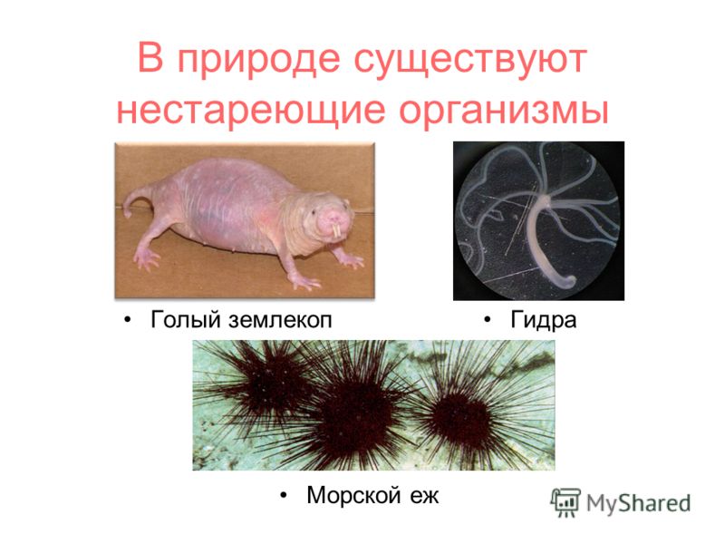 Кракен даркнет площадка ссылка